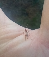 Meteorus pulchricornis