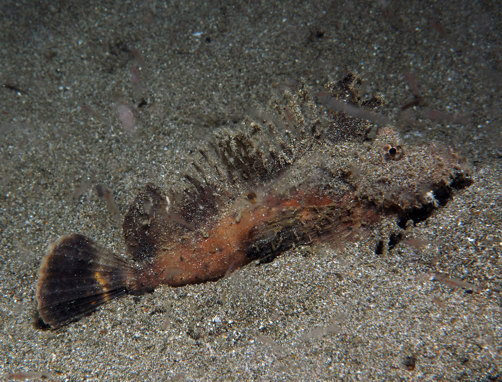 Chinese stinger (Inimicus sinensis) — Synanceiidae