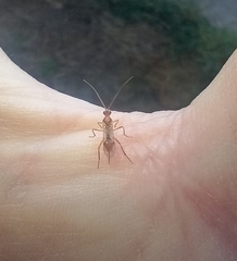 Meteorus pulchricornis