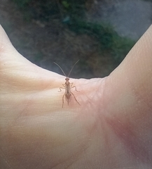 Meteorus pulchricornis