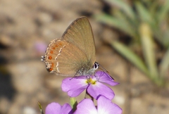 Satyrium esculi