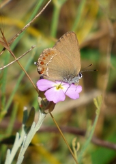 Satyrium esculi