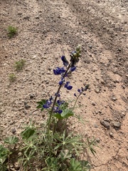 Lupinus sparsiflorus