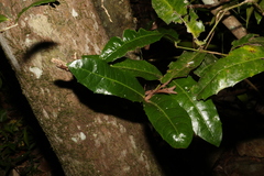 Wilkiea macrophylla