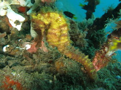 Hippocampus kuda