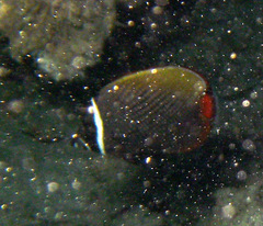 Chaetodon collare