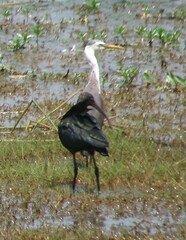 Egretta picata