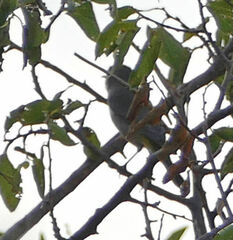 Leiothlypis virginiae