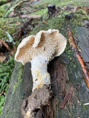 Hydnum oregonense