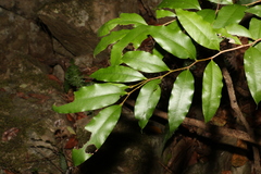 Diospyros pentamera