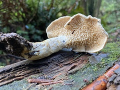 Hydnum oregonense