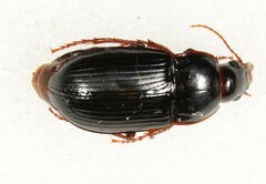 Amara equestris dilatata