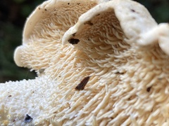 Hydnum oregonense