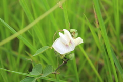 Centrosema pubescens