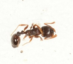 Tetramorium caespitum