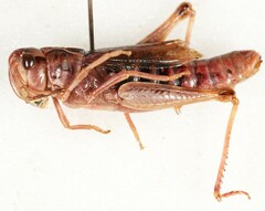 Gomphocerus sibiricus