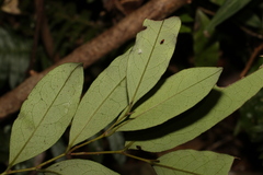 Diospyros pentamera