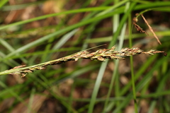 Carex brunnea