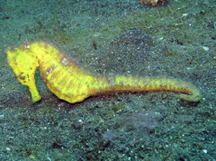 Hippocampus kuda