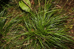 Carex brunnea