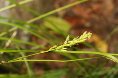 Carex brunnea