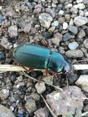 Harpalus affinis