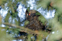 Asio otus