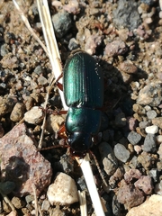 Harpalus affinis