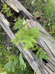 Juglans major