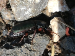 Harpalus affinis