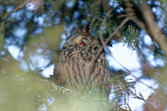Asio otus
