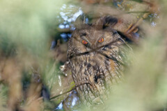 Asio otus