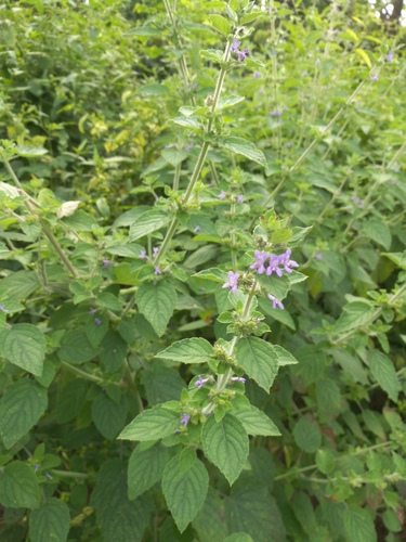 Wide Spikenard