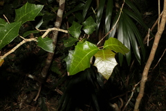 Alchornea ilicifolia