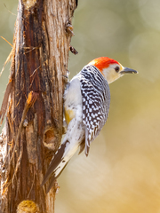 Melanerpes
