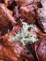 Usnea hirta