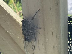 Amphipsalta cingulata