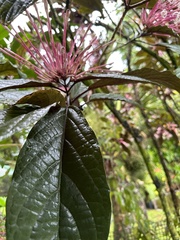 Clerodendrum quadriloculare