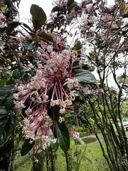 Clerodendrum quadriloculare