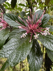 Clerodendrum quadriloculare