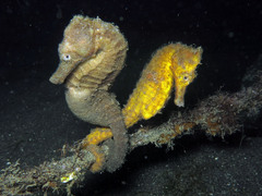 Hippocampus kuda