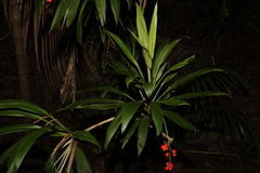 Cordyline rubra