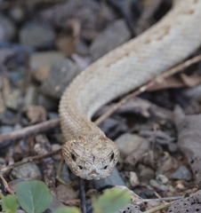 Crotalus unicolor