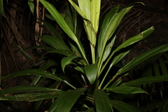 Cordyline rubra
