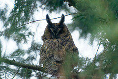 Asio otus