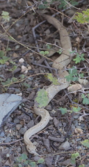 Crotalus unicolor
