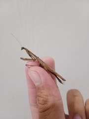Statilia