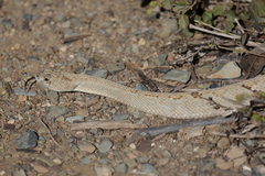 Crotalus unicolor