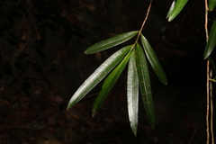 Podocarpus elatus