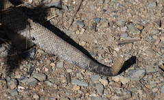 Crotalus unicolor